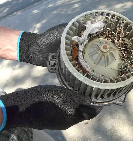 About Air Duct Mice Removal in Evans, GA